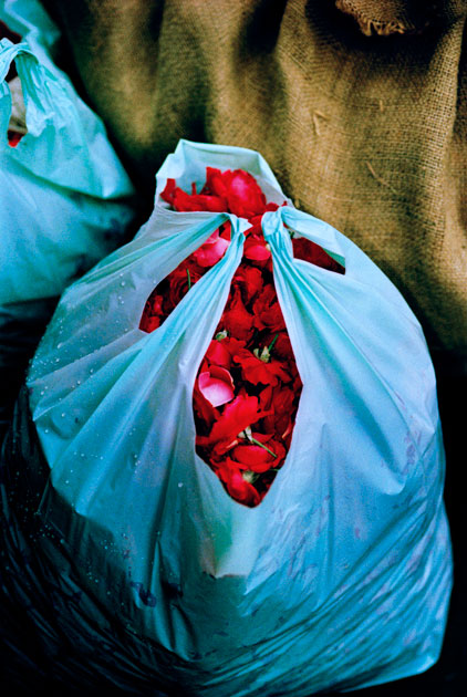 06_rosepetals.colour.india.jpg